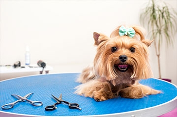 Hairdresser for dogs